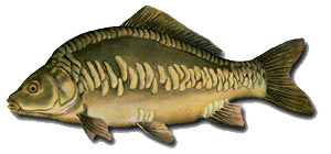 karp i amur