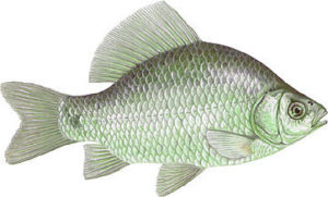 karaś