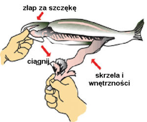 patroszenie pstrąga