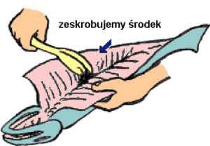 patroszenie pstrąga