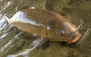 karp i amur