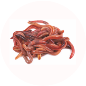 przynęty
