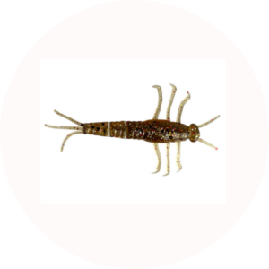 przynęty