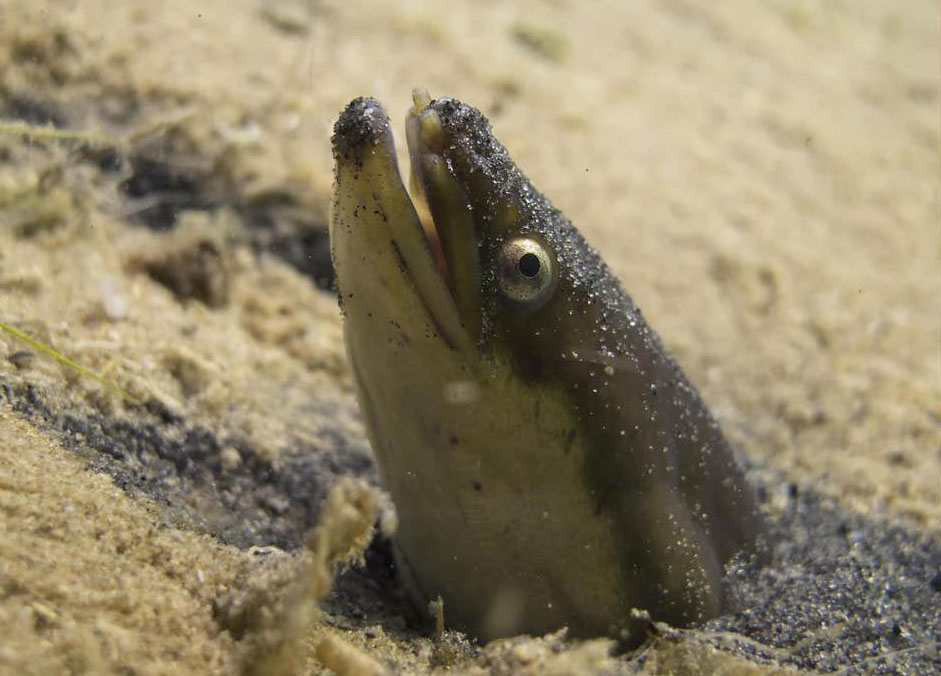 węgorz