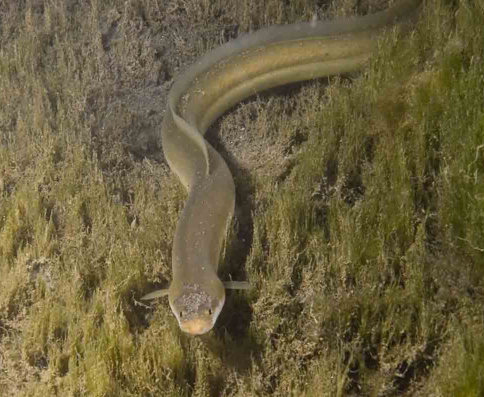węgorz